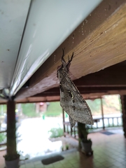 Phassus zapalinamensis