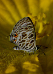 Leptotes plinius