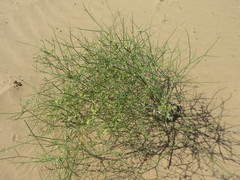 Eriogonum deserticola