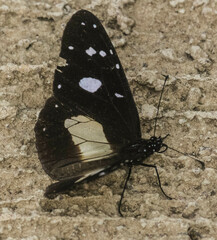 Amauris albimaculata