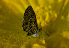 Leptotes plinius