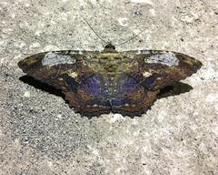 Feigeria claricostata