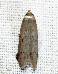 Hypatopa sagitella