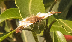 Netrobalane canopus
