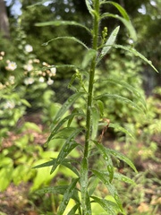 Erigeron canadensis