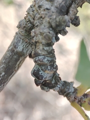 Acalitus phloeocoptes