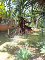 Tillandsia stricta