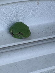 Hyla versicolor