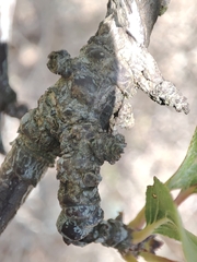 Acalitus phloeocoptes