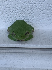 Hyla versicolor
