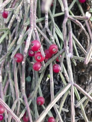 Rhipsalis neves-armondii