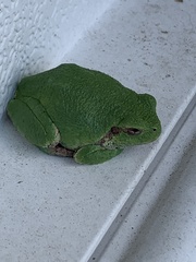 Hyla versicolor