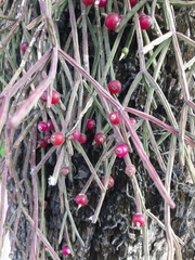 Rhipsalis neves-armondii