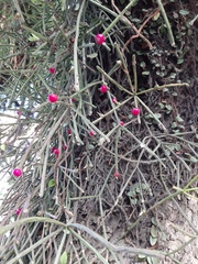 Rhipsalis neves-armondii