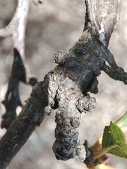 Acalitus phloeocoptes