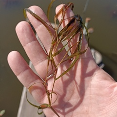 Potamogeton compressus