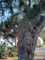 Rhipsalis neves-armondii