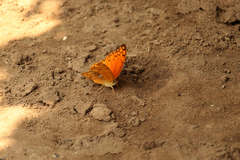 Lachnoptera anticlia