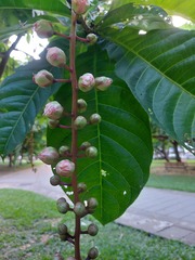 Barringtonia racemosa