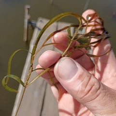 Potamogeton compressus