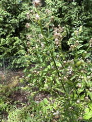 Erigeron canadensis