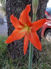 Hippeastrum striatum