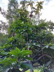 Barringtonia racemosa