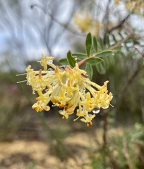 Pimelea angustifolia