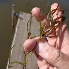 Potamogeton compressus