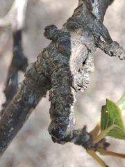 Acalitus phloeocoptes