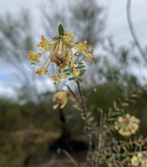Pimelea angustifolia