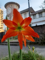 Hippeastrum striatum