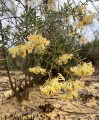 Pimelea angustifolia