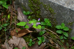 Polygala japonica