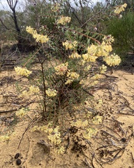 Pimelea angustifolia