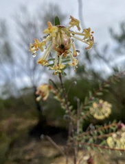 Pimelea angustifolia