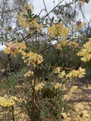 Pimelea angustifolia