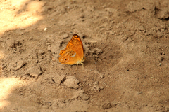 Lachnoptera anticlia