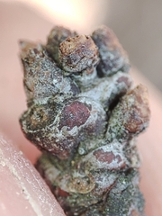 Acalitus phloeocoptes