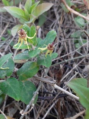 Oxypetalum banksii