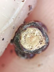 Acalitus phloeocoptes