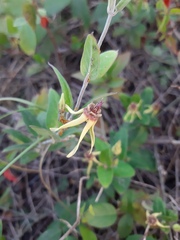 Oxypetalum banksii