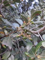 Ocotea pulchella