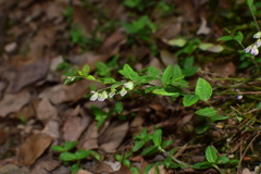 Polygala japonica