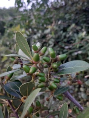 Ocotea pulchella