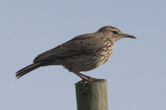 Certhilauda curvirostris brevirostris
