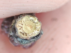 Acalitus phloeocoptes