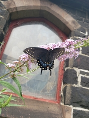 Papilio polyxenes
