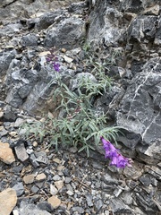 Penstemon sepalulus