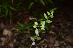 Polygala japonica